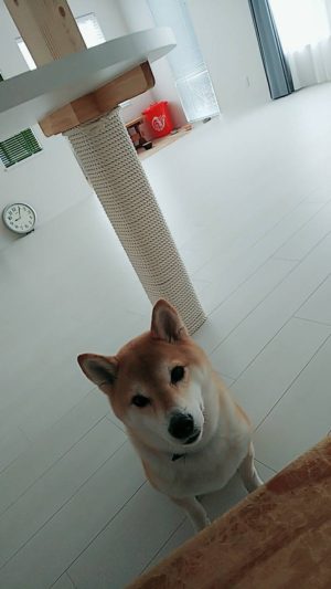 動物と暮らす　帯広