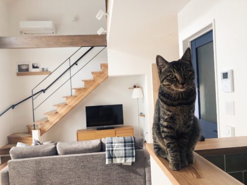 キッチン上の猫