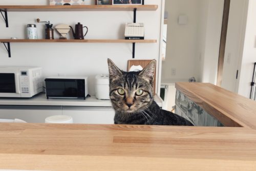 キッチン上の猫