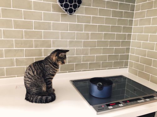 キッチン上の猫