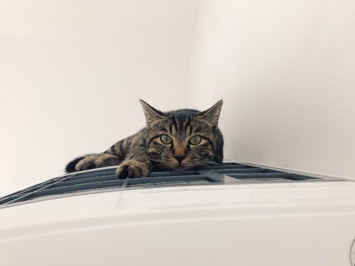 エアコンの上の猫
