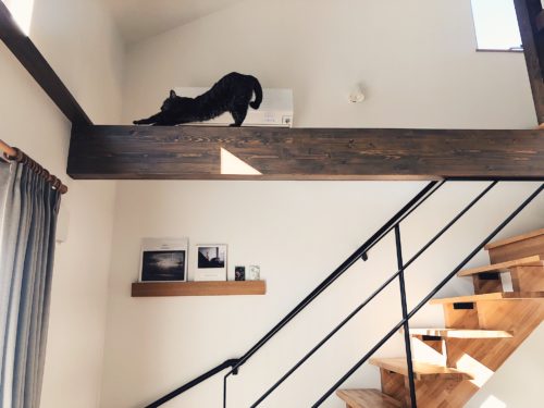 猫のいる暮らし